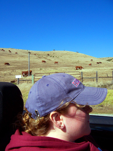 Ellen Driving with Cows
