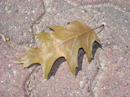 leaf-resting